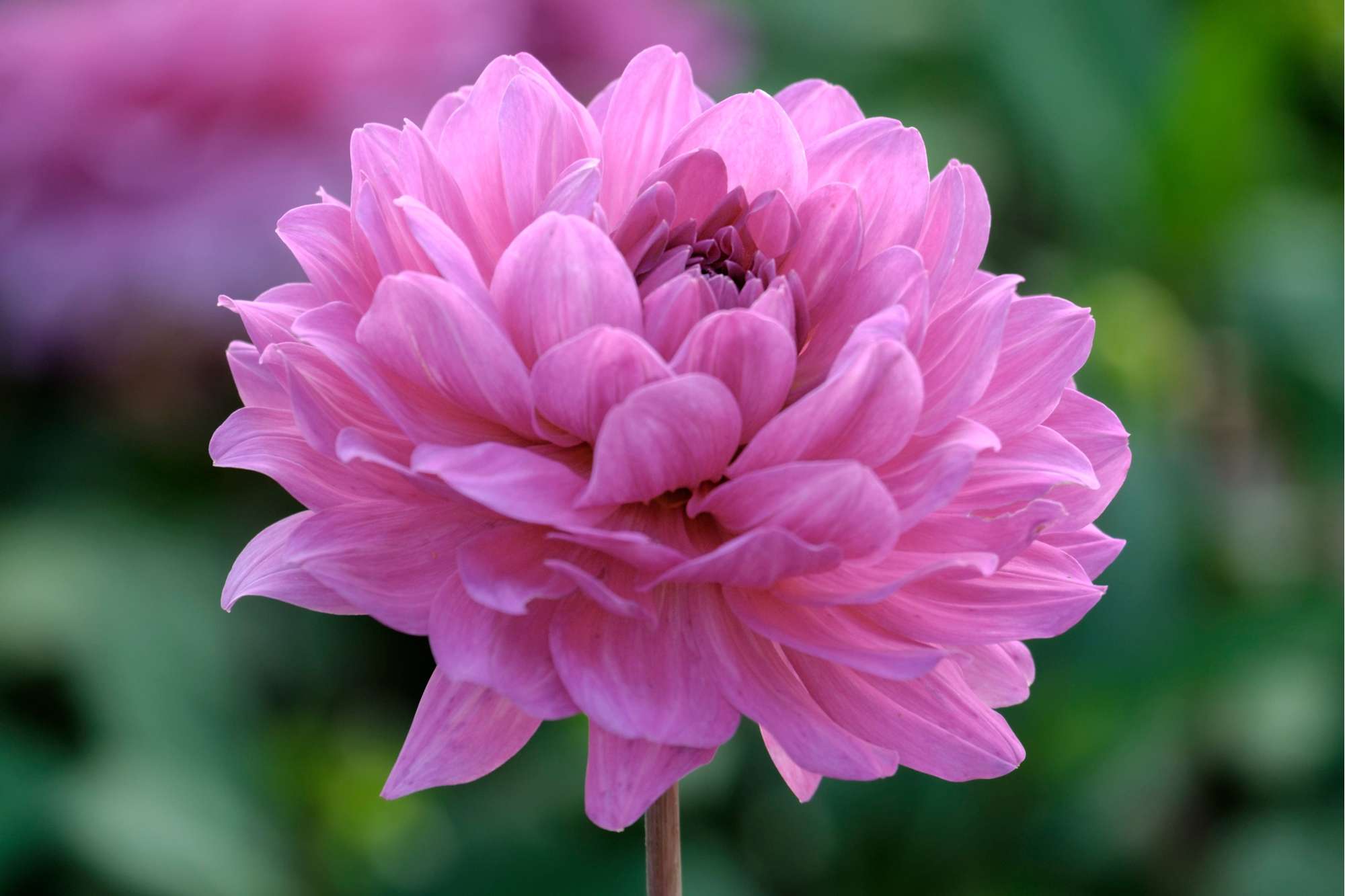 Dahlia 'Karma Lagoon'